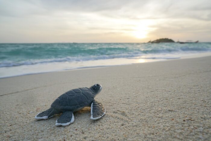 gili meno turtle sanctuary