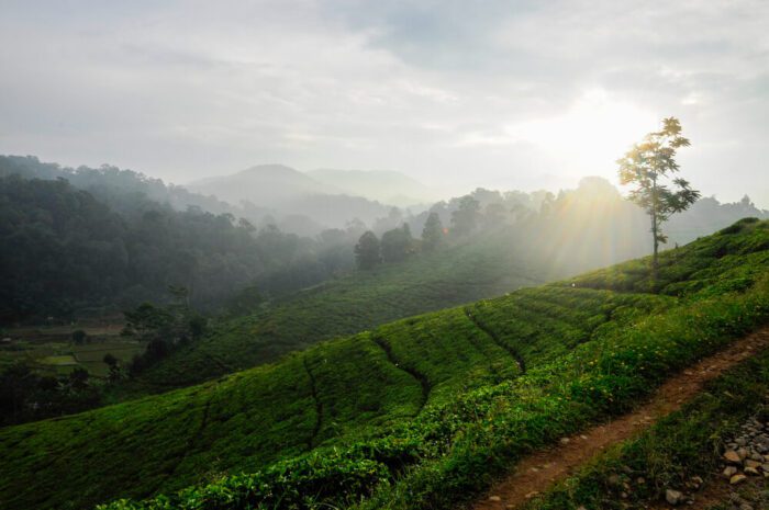 bogor tea plantations