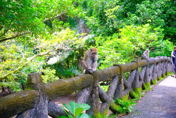 Monkeys in sumatra