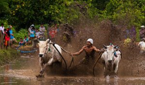 Karapan sapi Madura
