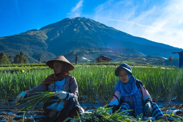 nepal van java