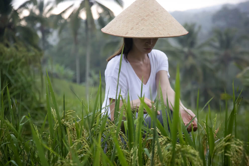 Bali rice planting