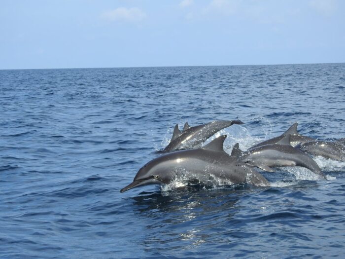 watching dolphins in indonesia