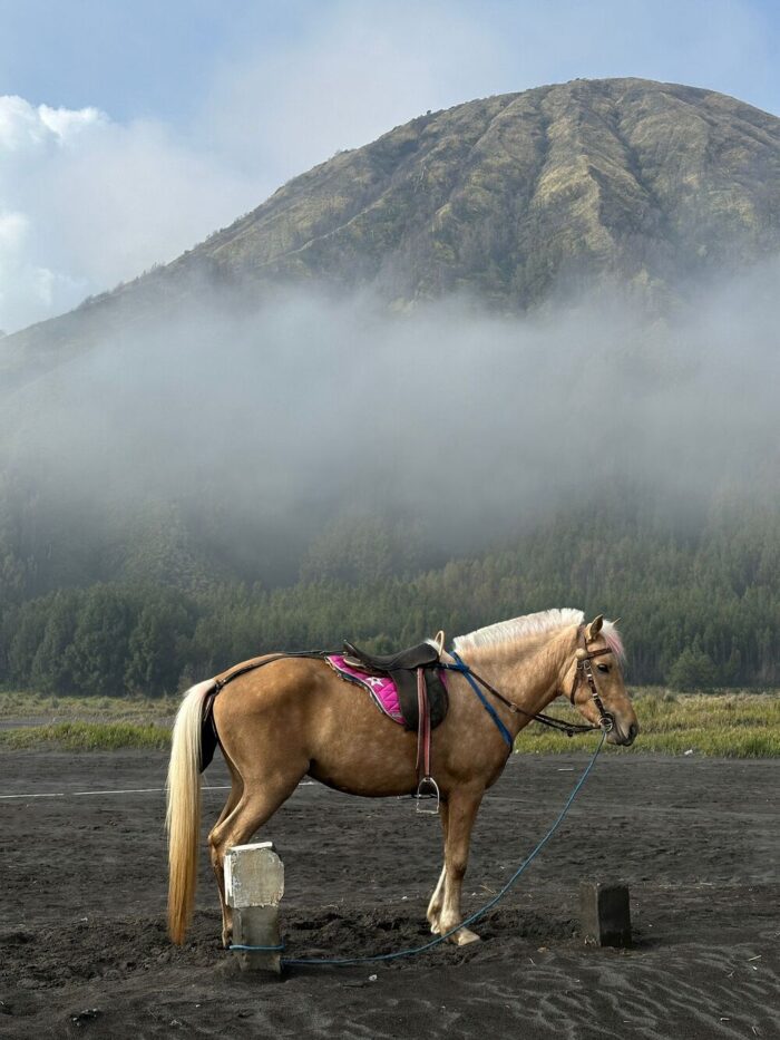 Mount Bromo horse riding