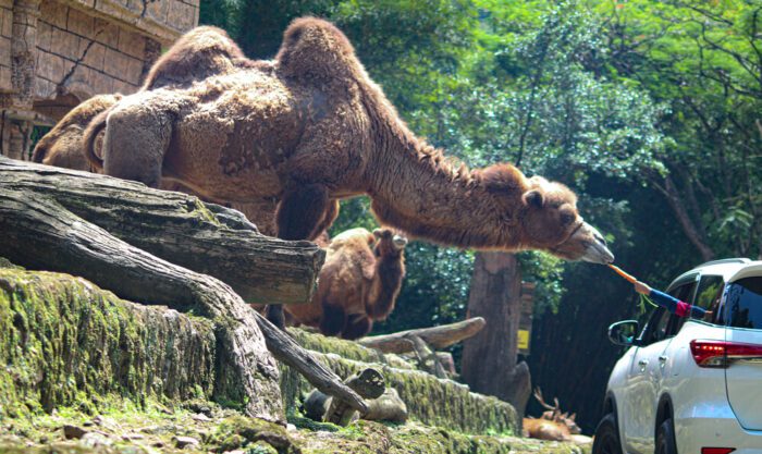 Taman Safari Indonesia, Bogor