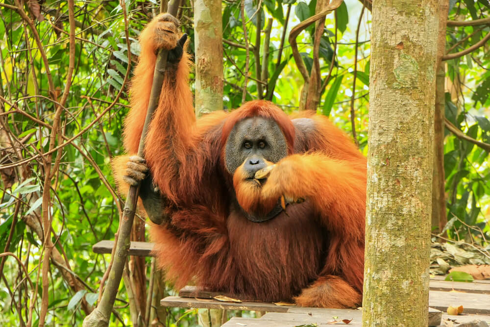 Orangutan in Sumatera