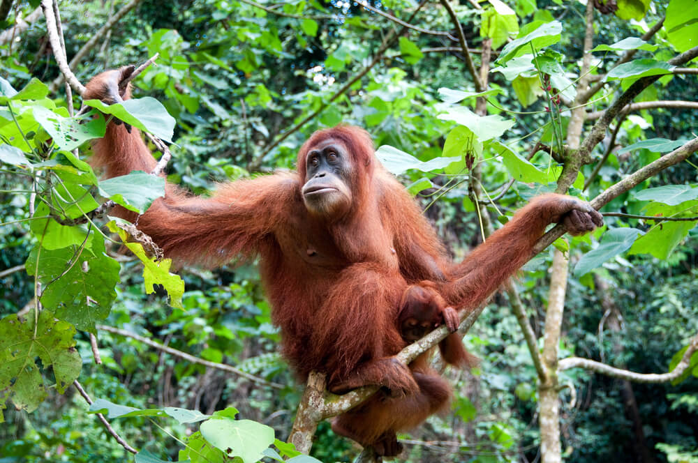 Sumatran Orangutan at Bukit Lawang, North Sumatera