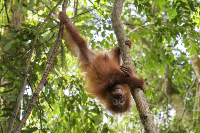 Orangutan watching indonesia