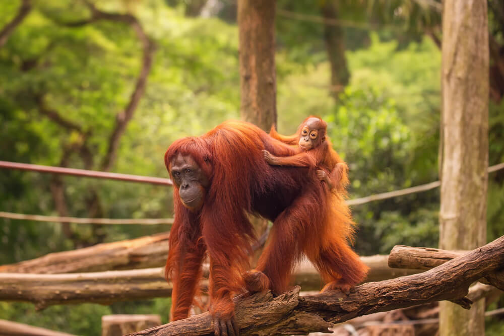 Orangutan Sumatera