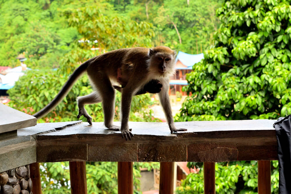 Long-tailed macaques