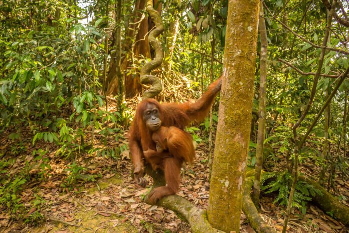 Attractions with orangutans in indonesia