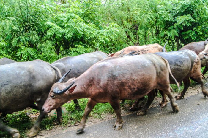 Buffaloes in East Sumba