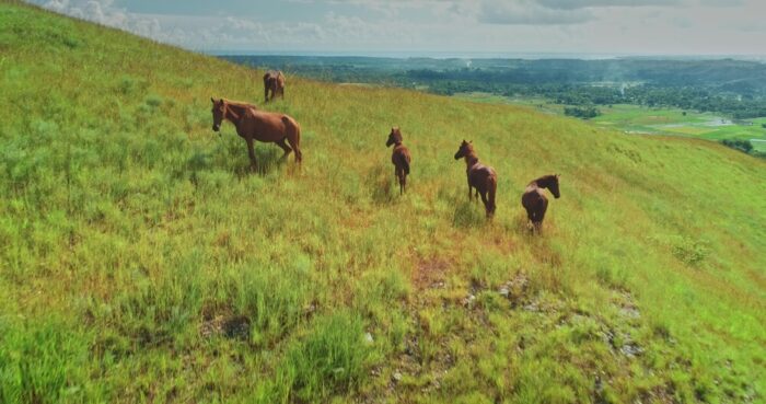 wild horses in sumba