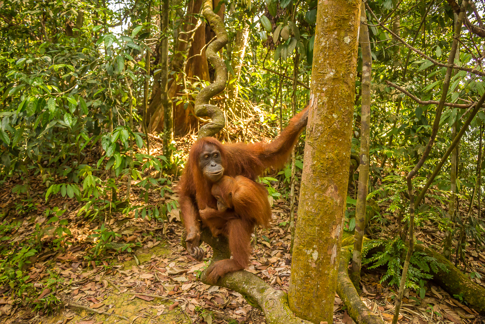 Sumatran Orangutan