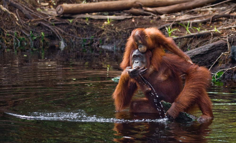 A mother orangutan and her baby drinking from the river