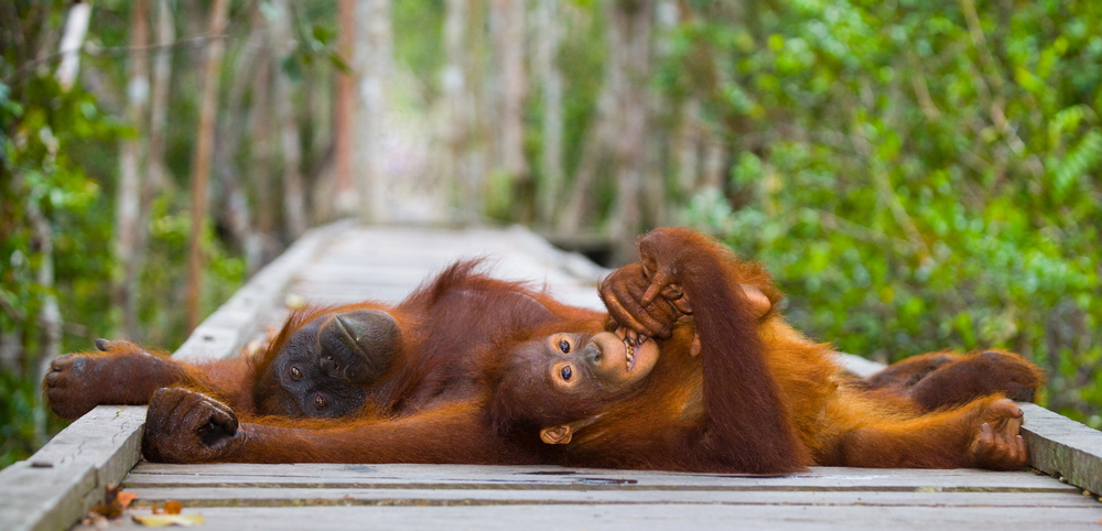 Orangutan Indonesia