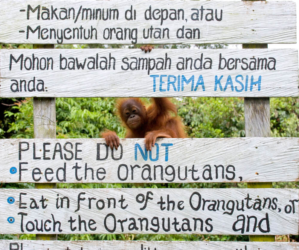 Rules for watching orangutans in their natural habitat