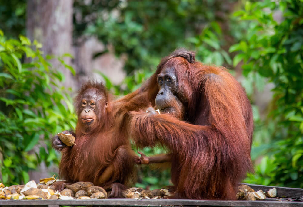 Bornean Orangutan