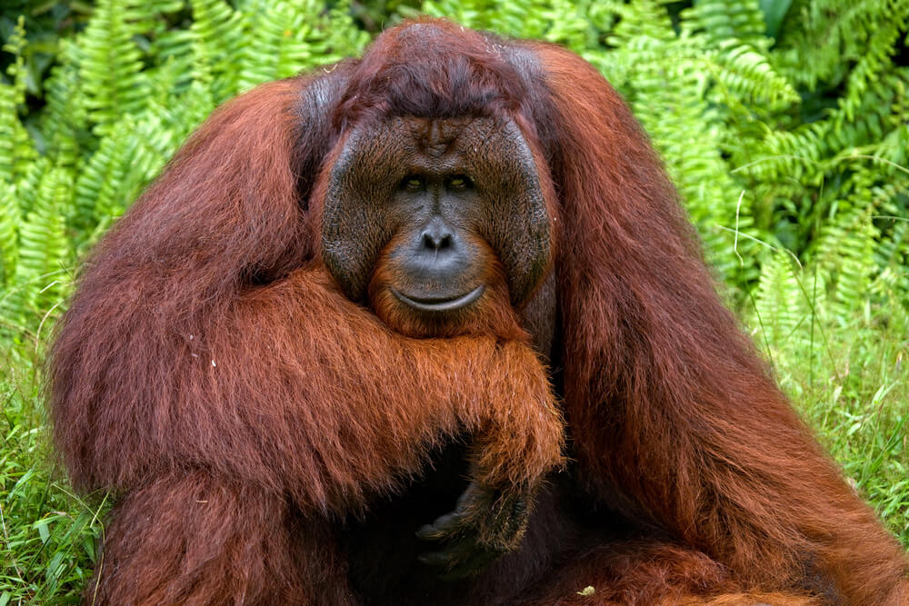 Bornean Orangutan