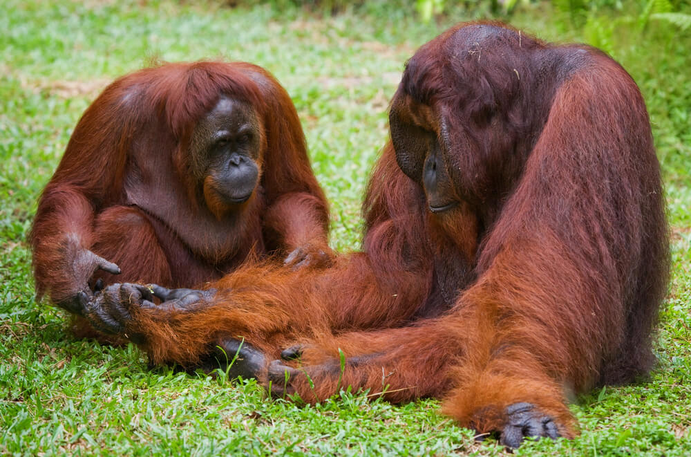 Orangutans Indonesia