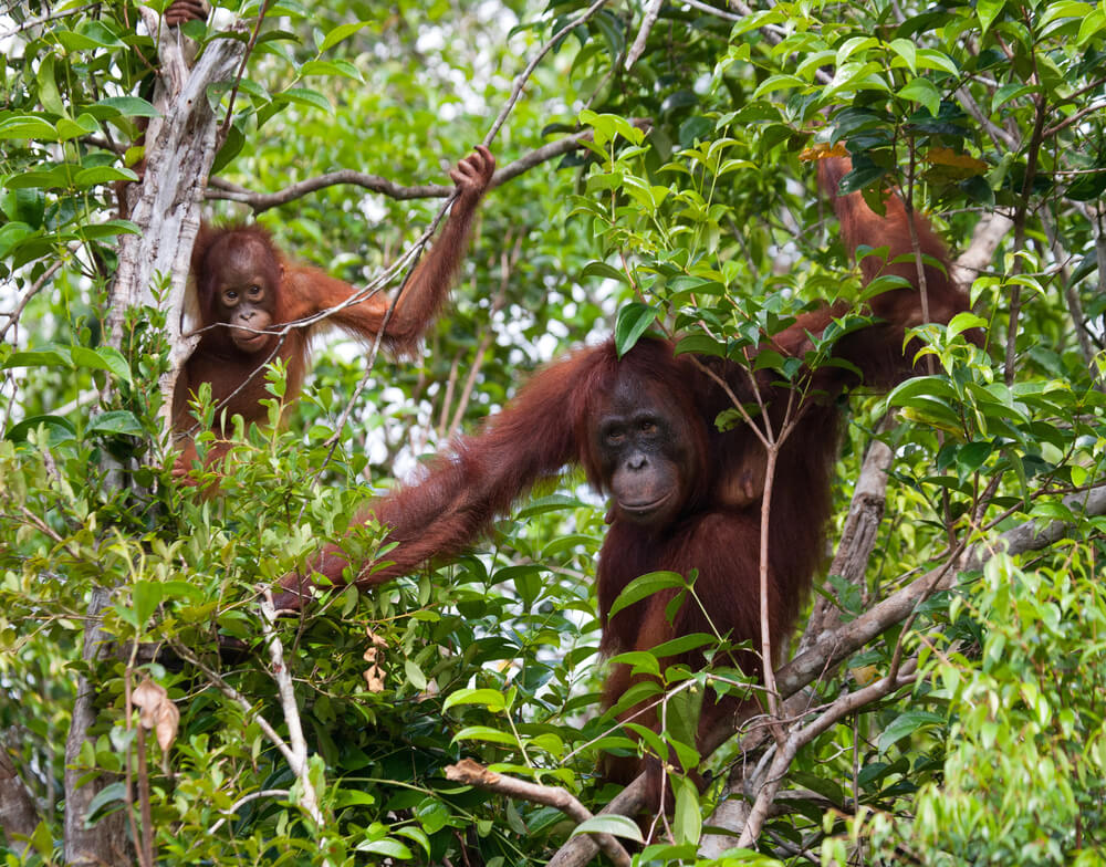 wild orangutan
