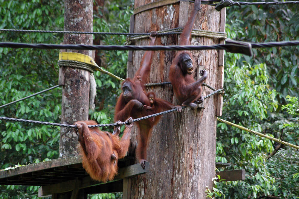 Orangutan rehabilitation center