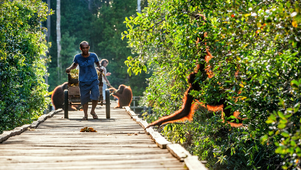 Orangutan Rehabilitation center 