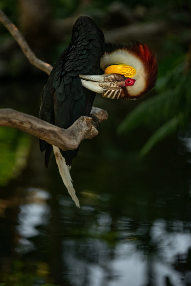 The Sumba hornbill