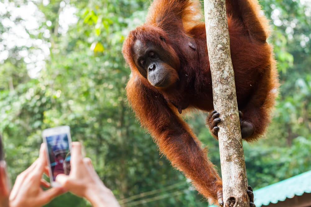 Orangutan Indonesia