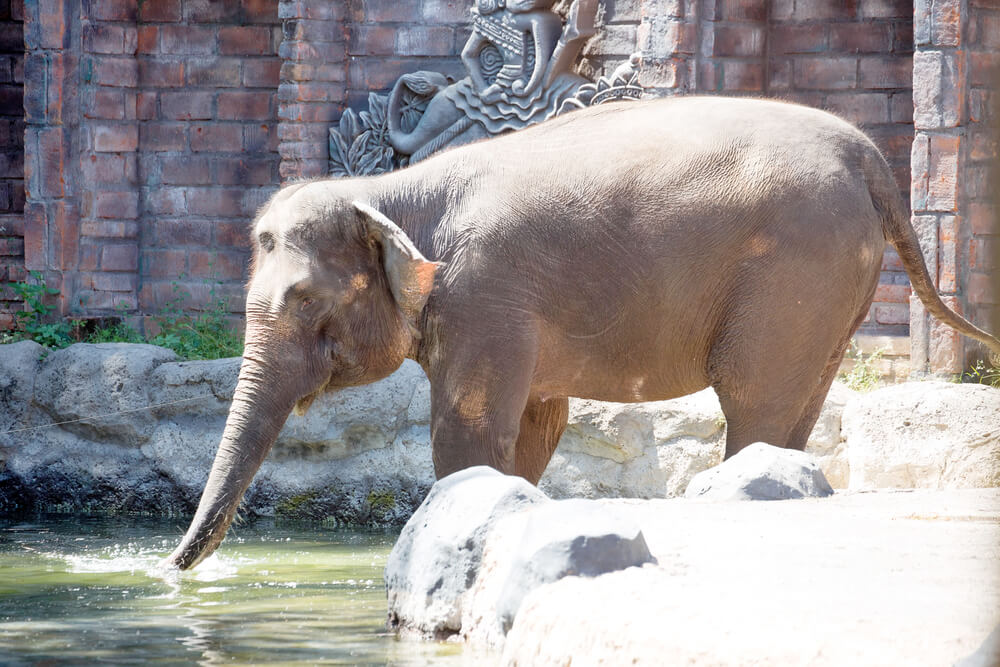 Lampung Elephant