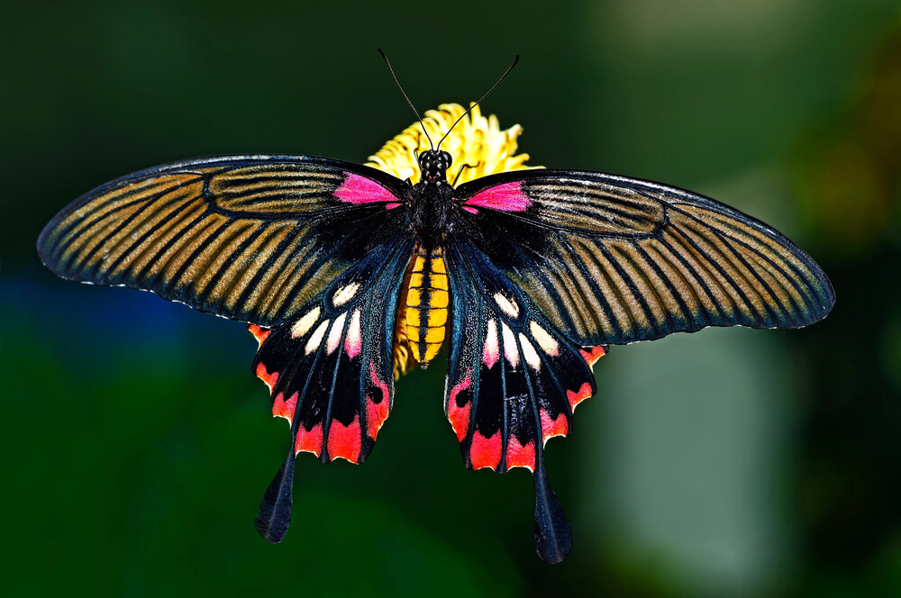 Indonesia buterfly