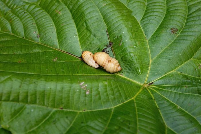 sago worms