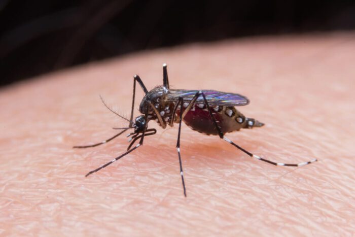 Malaria in indonesia