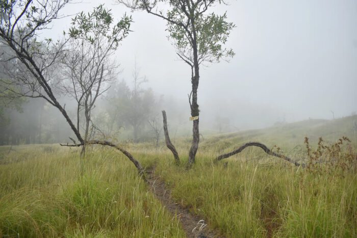 morning mist at tambora mountain