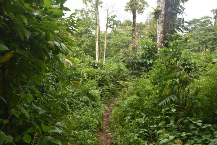 forest trail to Mount Tambora