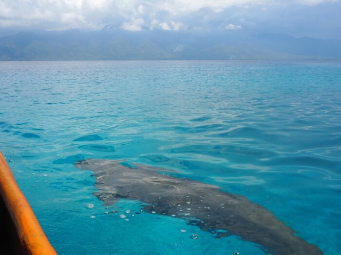 Dugong at Alor