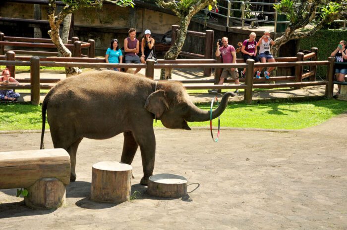 attractions with elephants in indonesia