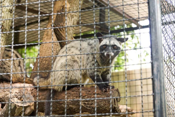 Civet Cats