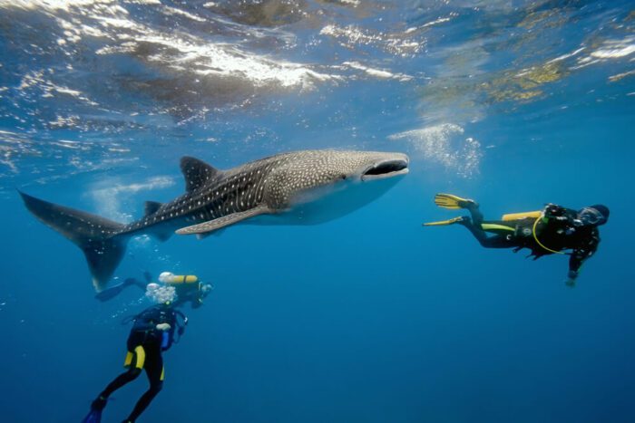 Whale Sharks in indonesia