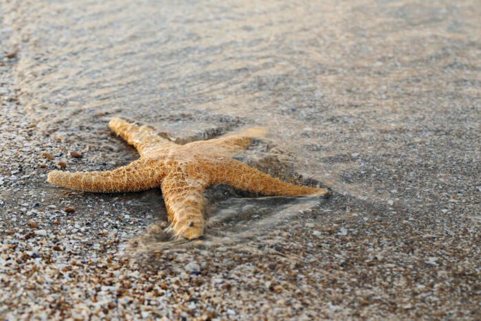 Starfish