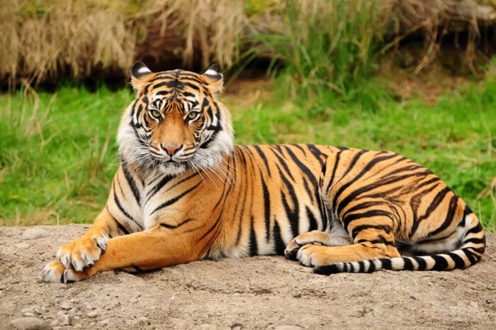 Sumatran tiger