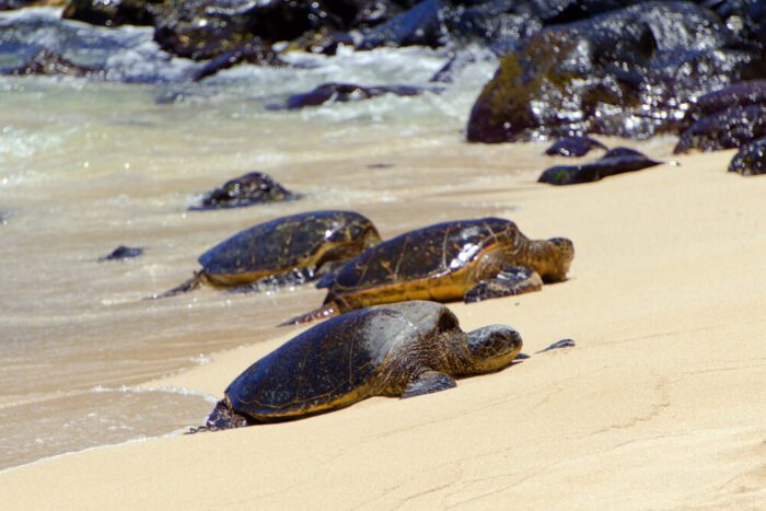Turtles in gili meni
