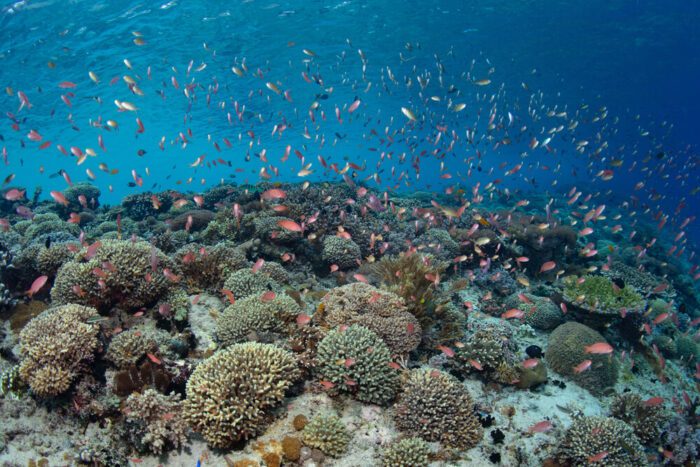 coral reefs alor island