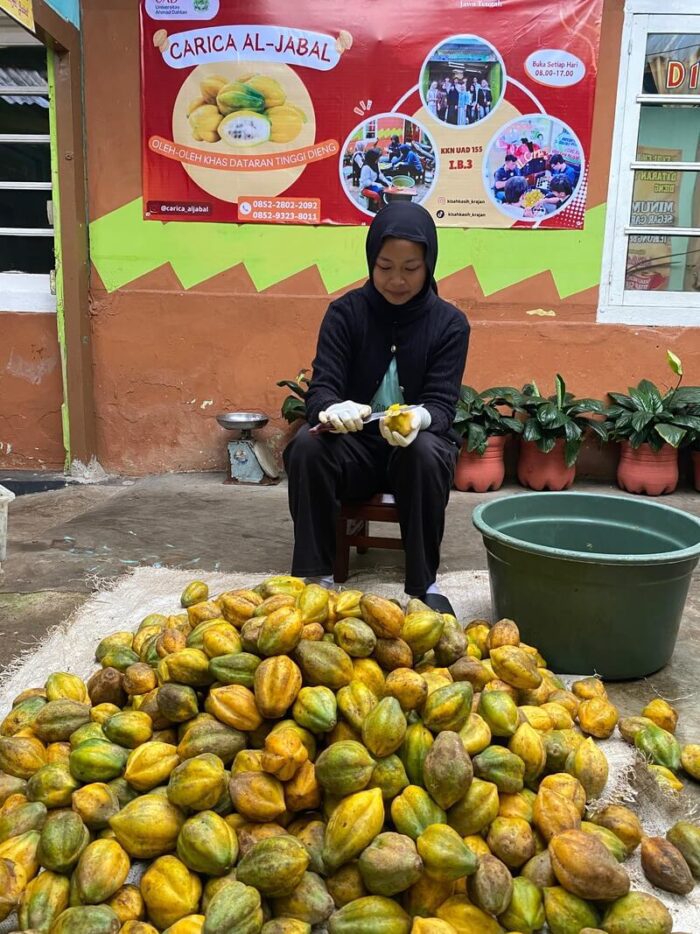 Mountain Papaya in central java
