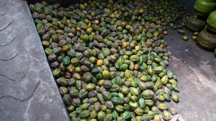 Carica Dieng