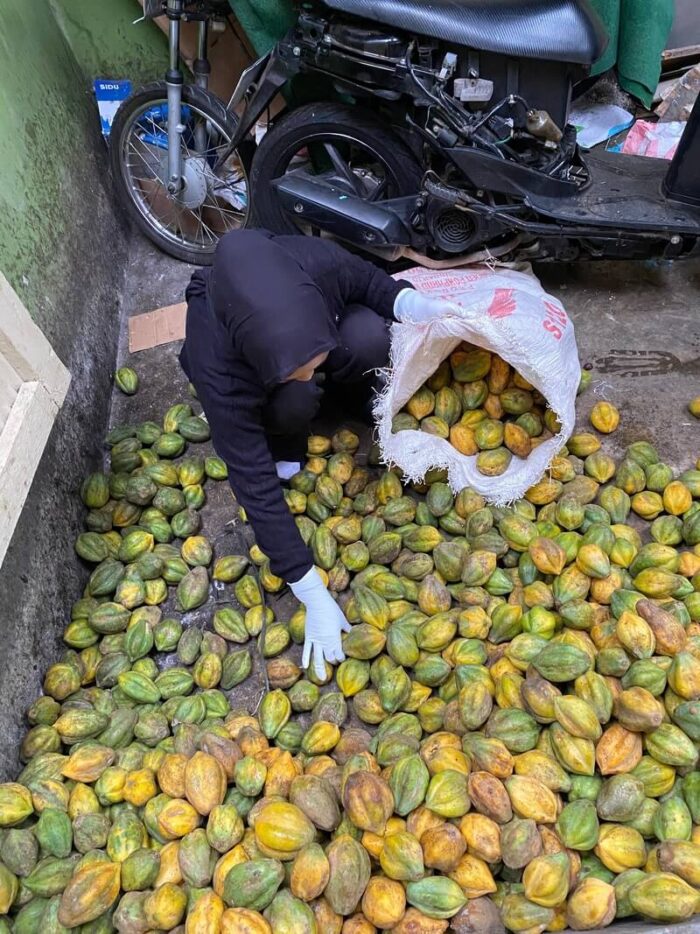 Mountain Papaya in dieng