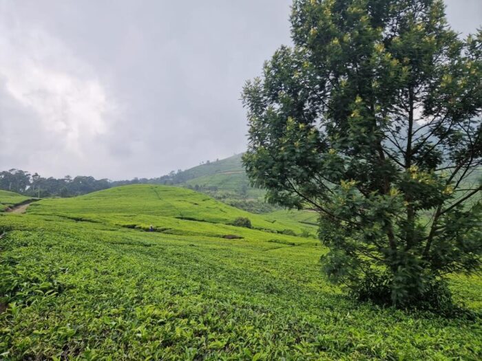 tea plantations west java