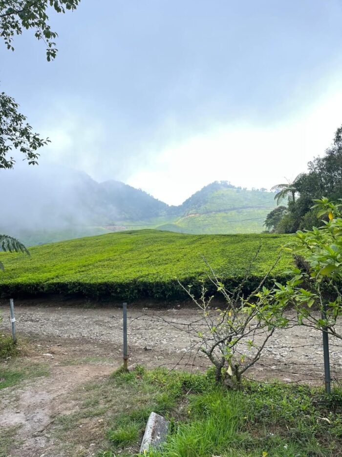rocky path in tea plantation