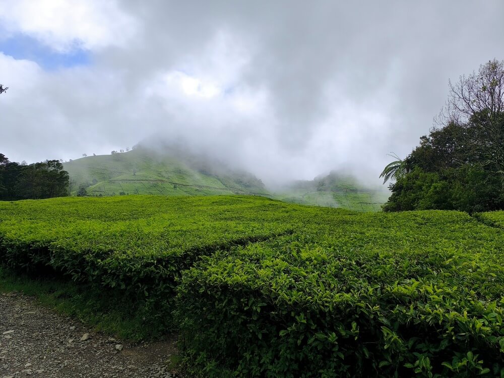 tea plantation kawah putih
