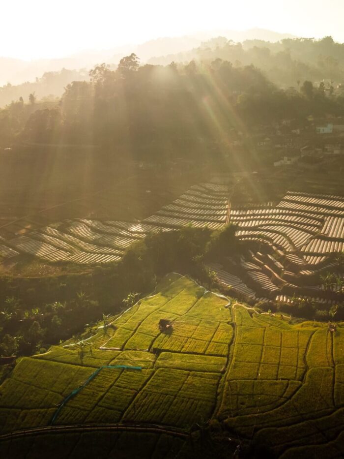 sunrise in tea plantation